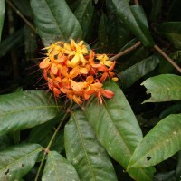 Saraca asoca (Roxb.) J.J.de Wilde